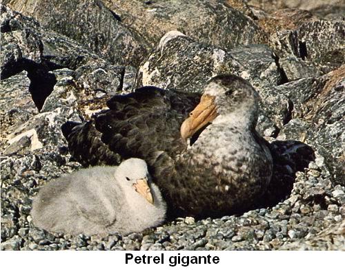Petrel gigante.jpg